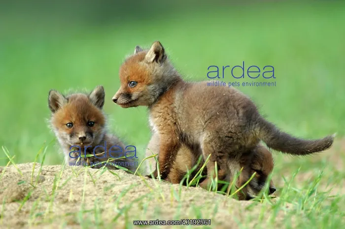  : Red Fox (Vulpes vulpes) puppies in the field