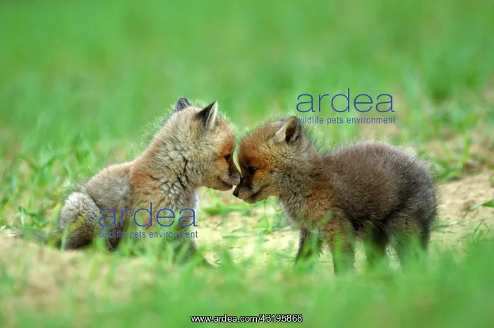 : Red Fox (Vulpes vulpes) puppies playing in the field : Red Fox (Vulpes vulpes) puppies playing in the field
