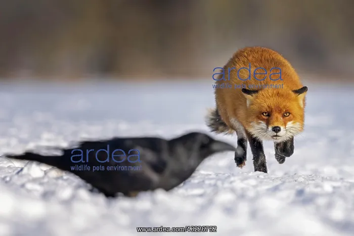 : Red fox (Vulpes vulpes) Quarrel with a common raven : Red fox (Vulpes vulpes) Quarrel with a common raven