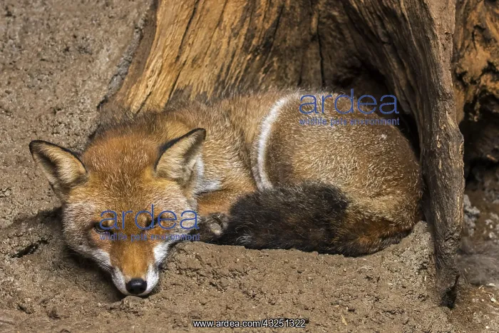 : Red fox (Vulpes vulpes) resting curled up between : Red fox (Vulpes vulpes) resting curled up between