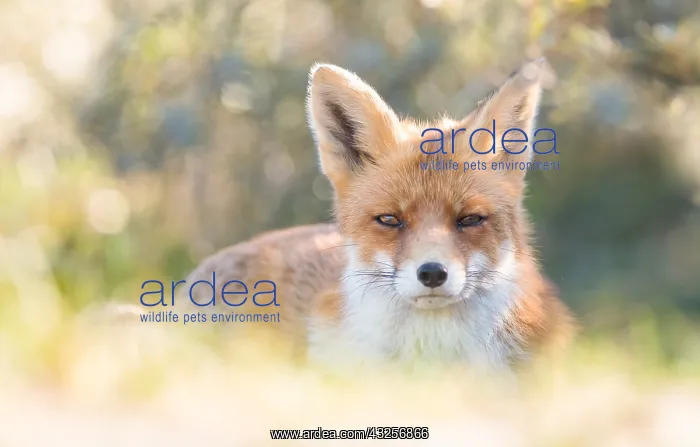 : Red Fox (Vulpes vulpes) resting in the dunes, l : Red Fox (Vulpes vulpes) resting in the dunes, l