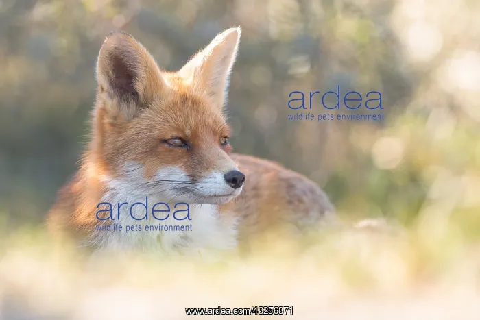 : Red Fox (Vulpes vulpes) resting in the dunes, Z : Red Fox (Vulpes vulpes) resting in the dunes, Z