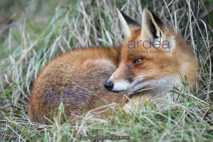 : Red fox (Vulpes vulpes) resting in the grass, V : Red fox (Vulpes vulpes) resting in the grass, V