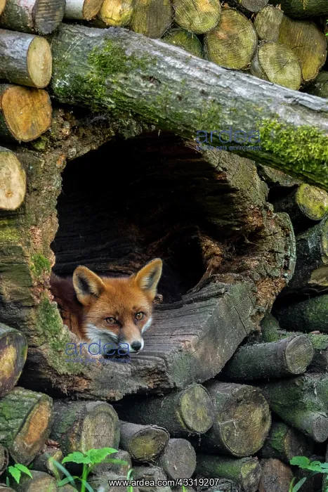: Red fox (Vulpes vulpes) resting in hollow tree trunk : Red fox (Vulpes vulpes) resting in hollow tree trunk