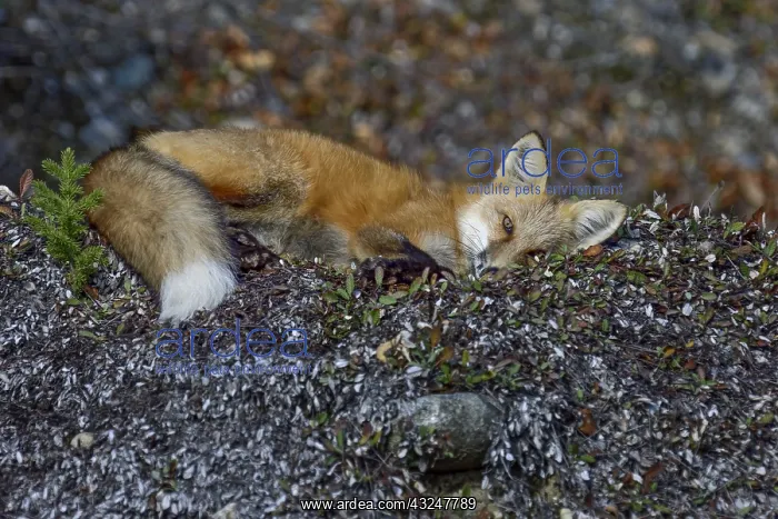 : Red Fox (Vulpes vulpes) resting in the Liard River : Red Fox (Vulpes vulpes) resting in the Liard River