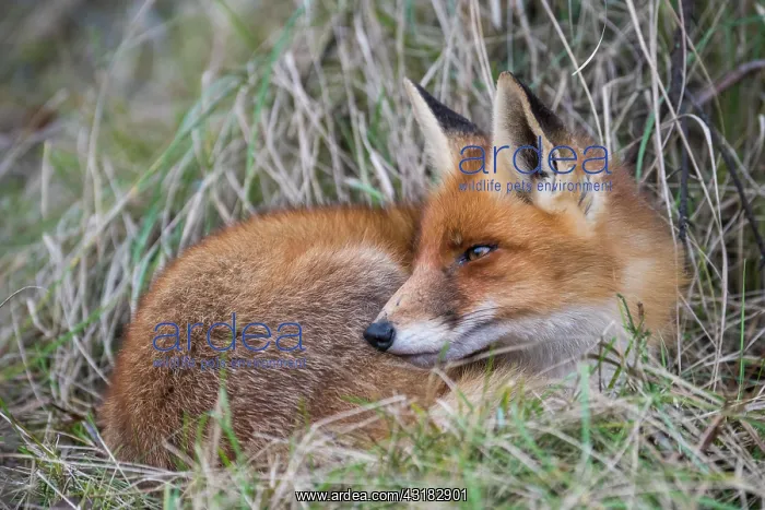  : Red fox ( Vulpes vulpes) rests in the grass, Netherlands