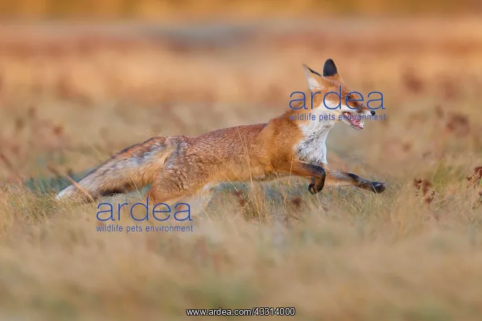 : Red Fox (Vulpes vulpes), running in meadow at autumn : Red Fox (Vulpes vulpes), running in meadow at autumn