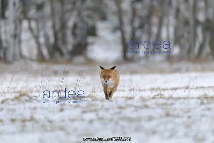 : Red Fox (Vulpes vulpes), running in winter : Red Fox (Vulpes vulpes), running in winter