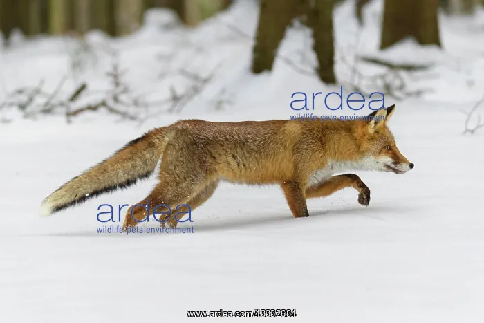 : Red Fox (Vulpes vulpes), running in winter : Red Fox (Vulpes vulpes), running in winter