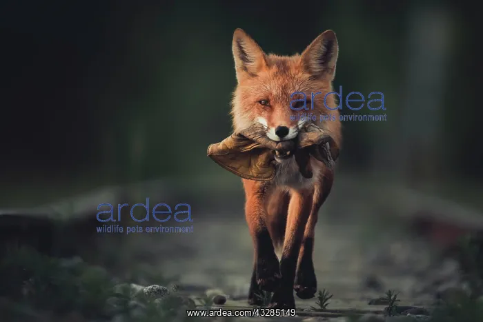 : Red fox (Vulpes vulpes) runs with a leather glove : Red fox (Vulpes vulpes) runs with a leather glove