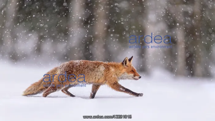 : Red fox (Vulpes vulpes), runs in snow with snowfall : Red fox (Vulpes vulpes), runs in snow with snowfall