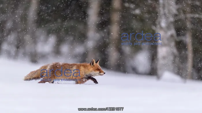 : Red fox (Vulpes vulpes), runs in snow with snowfall : Red fox (Vulpes vulpes), runs in snow with snowfall