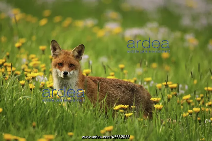 : Red fox (Vulpes vulpes) safe in flowering common : Red fox (Vulpes vulpes) safe in flowering common