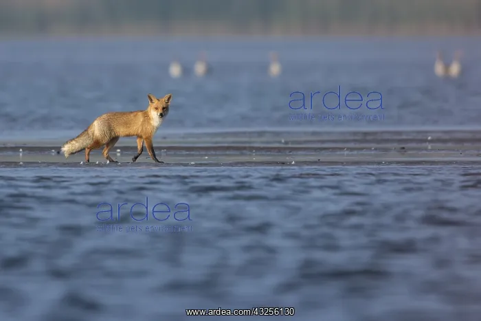 : Red fox (Vulpes vulpes) on a sandy beach and lo : Red fox (Vulpes vulpes) on a sandy beach and lo