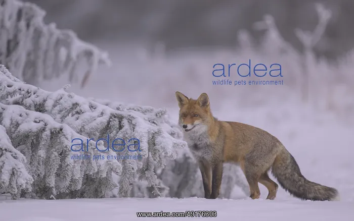 : Red fox (Vulpes vulpes), seeking shelter under branches on a spruce covered in ice and snow on a hazy : Red fox (Vulpes vulpes), seeking shelter under branches on a spruce covered in ice and snow on a hazy