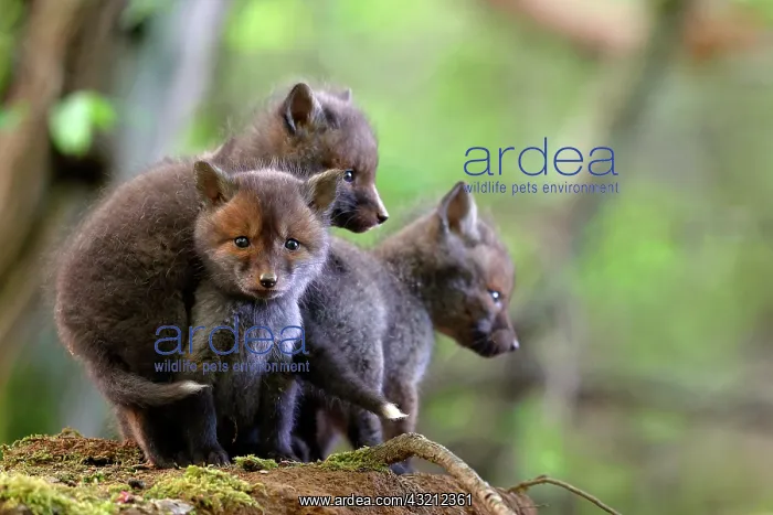 : Red fox (Vulpes vulpes) siblings on their first : Red fox (Vulpes vulpes) siblings on their first