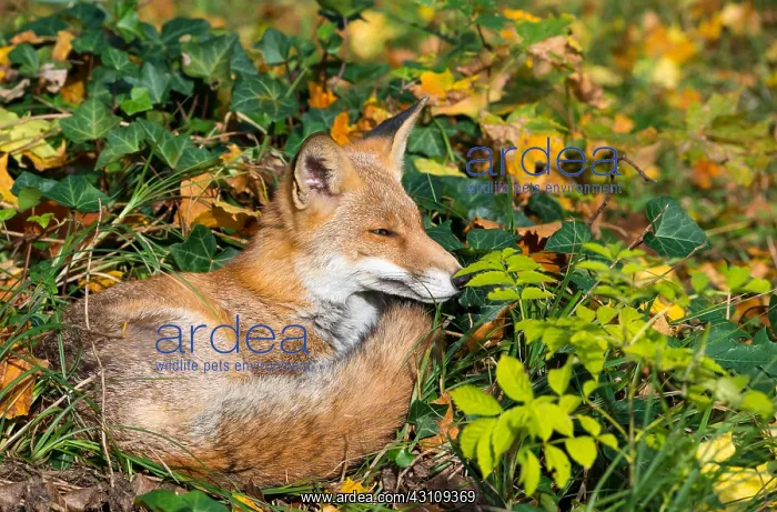 : Red fox (Vulpes vulpes) sitting in ivy on a cemetery : Red fox (Vulpes vulpes) sitting in ivy on a cemetery
