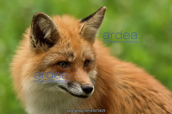 : Red Fox (Vulpes vulpes). Sk ones Dyrepark, in captivity : Red Fox (Vulpes vulpes). Sk ones Dyrepark, in captivity