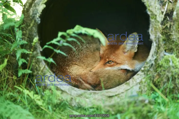 : Red fox (Vulpes vulpes) sleeping in a pipe, Bavaria : Red fox (Vulpes vulpes) sleeping in a pipe, Bavaria