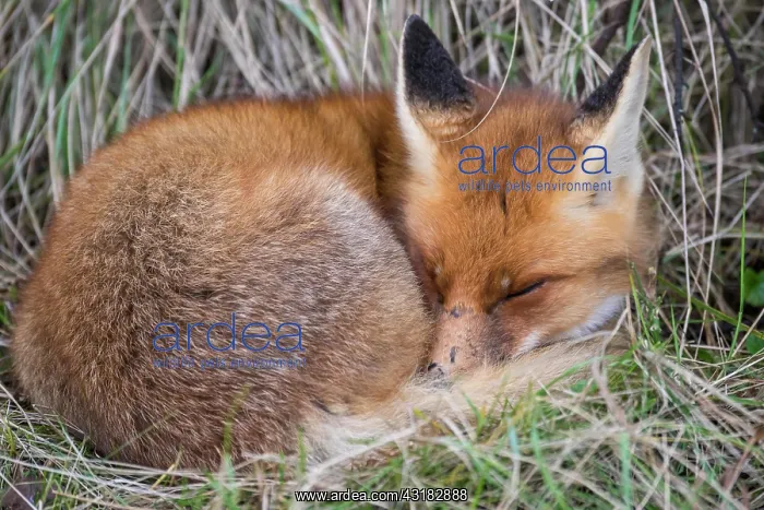 : Red fox ( Vulpes vulpes) sleeps on the grass, Netherlands : Red fox ( Vulpes vulpes) sleeps on the grass, Netherlands