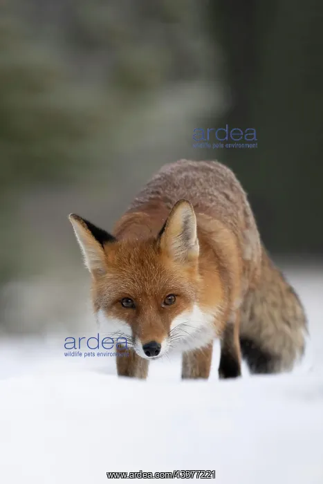 : Red fox (Vulpes vulpes) in the snow, Bitburg, Rhineland-Pala : Red fox (Vulpes vulpes) in the snow, Bitburg, Rhineland-Pala