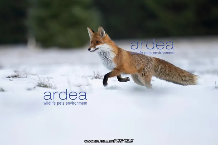 : Red fox (Vulpes vulpes) in the snow, Bitburg, Rhineland-Pala : Red fox (Vulpes vulpes) in the snow, Bitburg, Rhineland-Pala