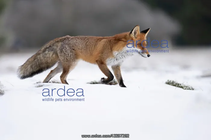 : Red fox (Vulpes vulpes) in the snow, Bitburg, Rhineland-Pala : Red fox (Vulpes vulpes) in the snow, Bitburg, Rhineland-Pala