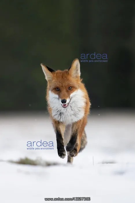 : Red fox (Vulpes vulpes) in the snow, Bitburg, Rhineland-Pala : Red fox (Vulpes vulpes) in the snow, Bitburg, Rhineland-Pala