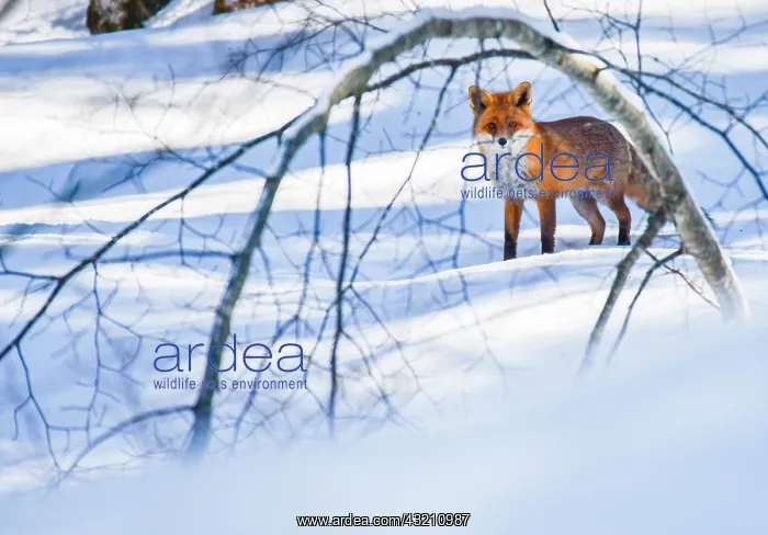 : Red fox (Vulpes vulpes) in the snow, Jura, France : Red fox (Vulpes vulpes) in the snow, Jura, France
