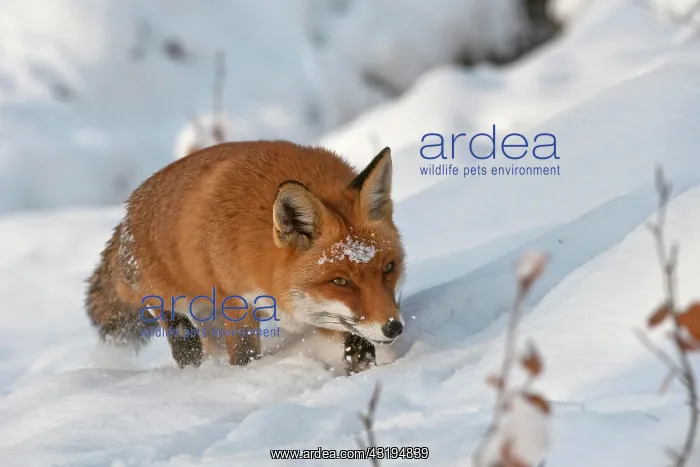 : Red Fox (Vulpes vulpes) in the snow, Knuell Wildlife : Red Fox (Vulpes vulpes) in the snow, Knuell Wildlife
