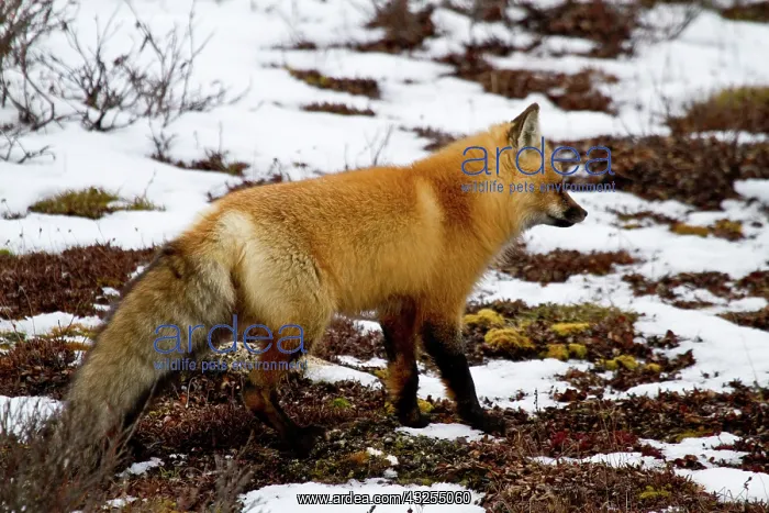 : Red Fox (Vulpes vulpes) in snow in winter : Red Fox (Vulpes vulpes) in snow in winter