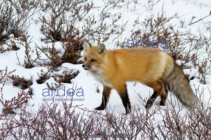 : Red Fox (Vulpes vulpes) in snow in winter : Red Fox (Vulpes vulpes) in snow in winter