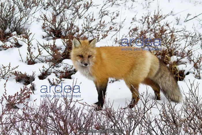 : Red Fox (Vulpes vulpes) in snow in winter : Red Fox (Vulpes vulpes) in snow in winter