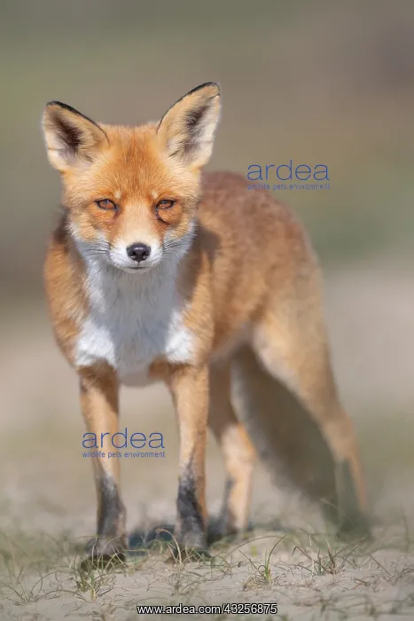 : Red Fox (Vulpes vulpes) standing in the dunes l : Red Fox (Vulpes vulpes) standing in the dunes l