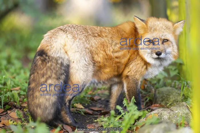 : Red fox (Vulpes vulpes) standing in a forest in autumn : Red fox (Vulpes vulpes) standing in a forest in autumn