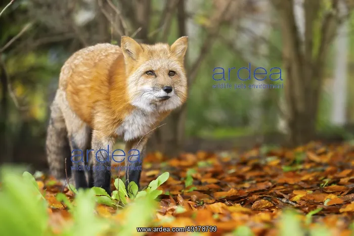 : Red fox (Vulpes vulpes) standing in a forest in autumn : Red fox (Vulpes vulpes) standing in a forest in autumn