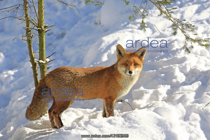 : Red fox (Vulpes vulpes) standing in the snow, Warstein : Red fox (Vulpes vulpes) standing in the snow, Warstein