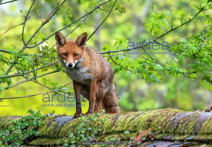 : Red fox (Vulpes vulpes) standing on top of a wall : Red fox (Vulpes vulpes) standing on top of a wall