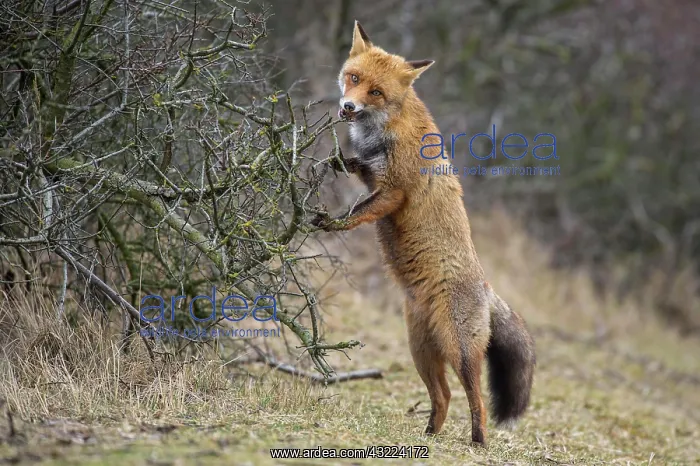 : Red fox ( Vulpes vulpes) stands on the hind legs : Red fox ( Vulpes vulpes) stands on the hind legs