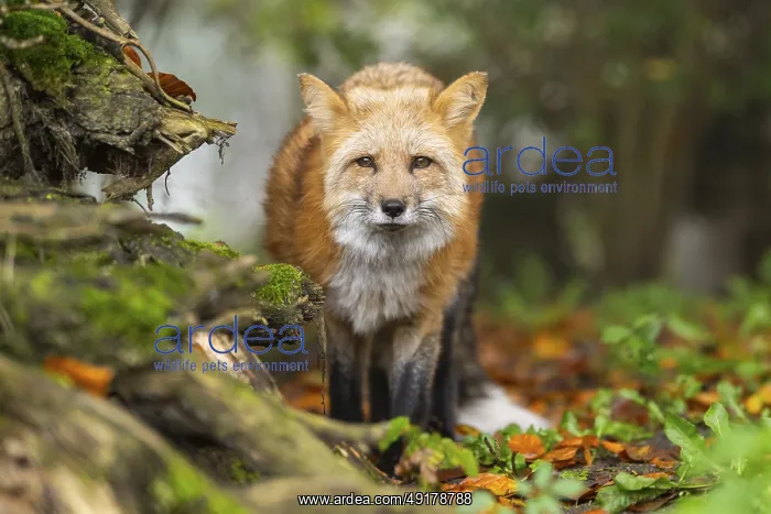 : Red fox (Vulpes vulpes) staning in a forest in autumn : Red fox (Vulpes vulpes) staning in a forest in autumn