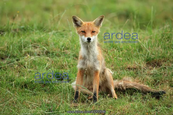 : Red fox (Vulpes vulpes) Start of mange, infested : Red fox (Vulpes vulpes) Start of mange, infested