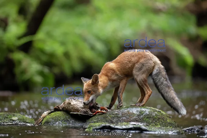 : Red fox (Vulpes vulpes) in a stream with a captured : Red fox (Vulpes vulpes) in a stream with a captured