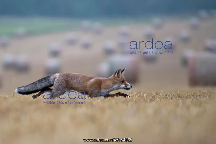 : Red fox (Vulpes vulpes) in a stubble field, Bitburg : Red fox (Vulpes vulpes) in a stubble field, Bitburg