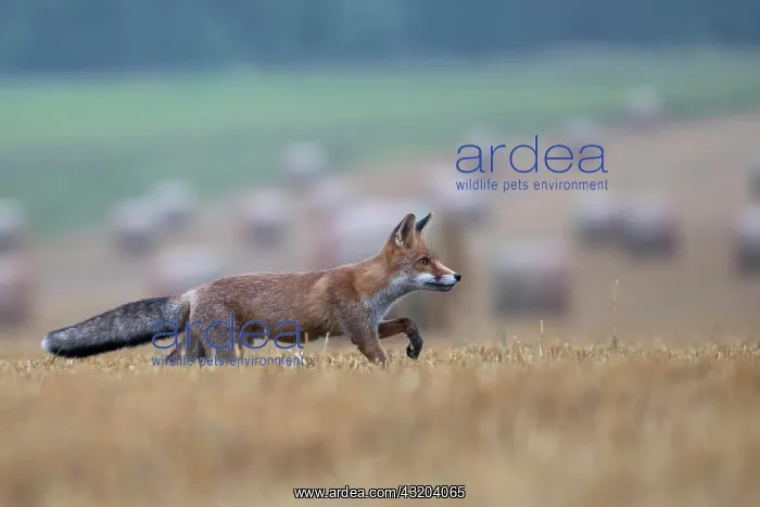 : Red fox (Vulpes vulpes) in a stubble field, Bitburg : Red fox (Vulpes vulpes) in a stubble field, Bitburg