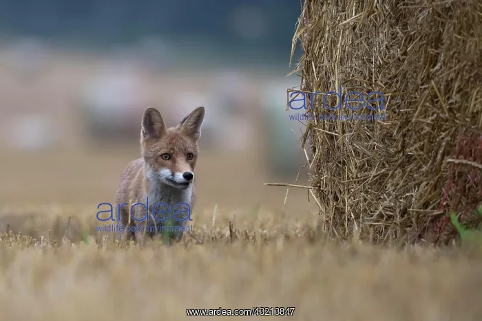 : Red fox (Vulpes vulpes) in a stubble field, Bitburg : Red fox (Vulpes vulpes) in a stubble field, Bitburg