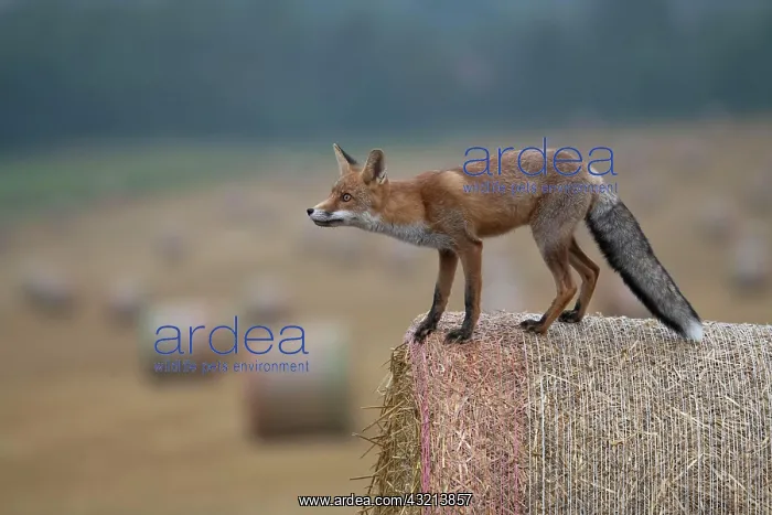 : Red fox (Vulpes vulpes) in a stubble field, Bitburg : Red fox (Vulpes vulpes) in a stubble field, Bitburg