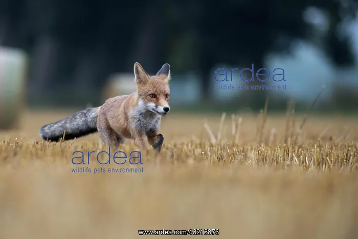 : Red fox (Vulpes vulpes) in a stubble field, Bitburg : Red fox (Vulpes vulpes) in a stubble field, Bitburg