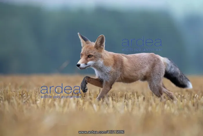 : Red fox (Vulpes vulpes) in a stubble field, Bitburg : Red fox (Vulpes vulpes) in a stubble field, Bitburg