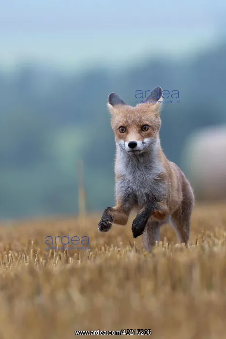 : Red fox (Vulpes vulpes) in a stubble field, Bitburg : Red fox (Vulpes vulpes) in a stubble field, Bitburg