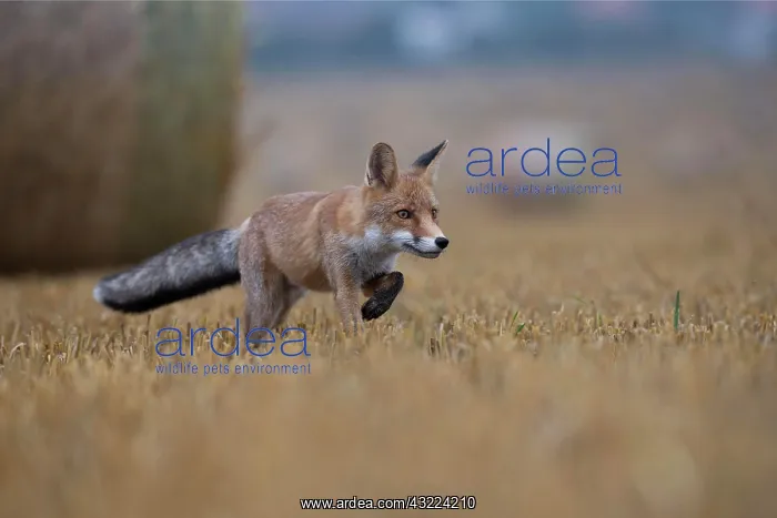 : Red fox (Vulpes vulpes) in a stubble field, Bitburg : Red fox (Vulpes vulpes) in a stubble field, Bitburg